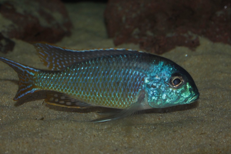 Tramitichromis cf. lituris 'Tanzania'